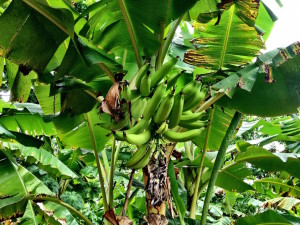 Little Corn Banana Tree