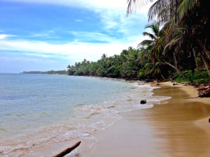 Little Corn Coconut Tree Beach