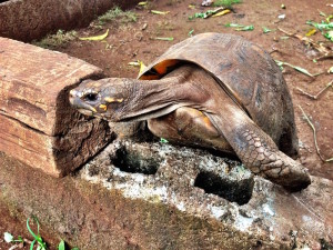 Little Corn Climbing Tortoise