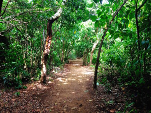 Little Corn Jungle Path
