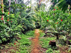 Little Corn Flower Path