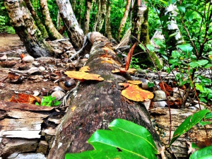 Little Corn Rainforest Fungus