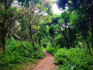 Little Corn Tiled Path