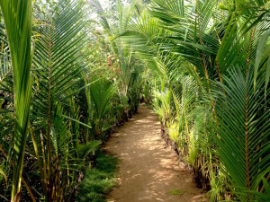 Little Corn Palm Path