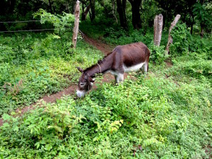 Ometepe Tied-up Donkey