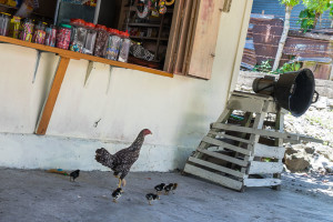 Sabang Entrance Shop Chickens